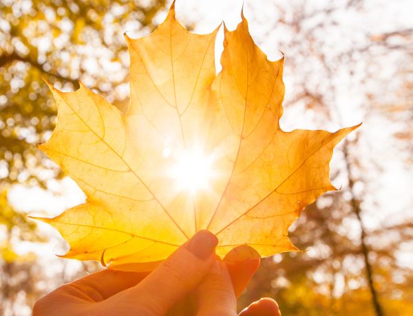 Hand hält ein goldenes Ahornblatt gegen die Sonne, herbstliche Bäume im Hintergrund