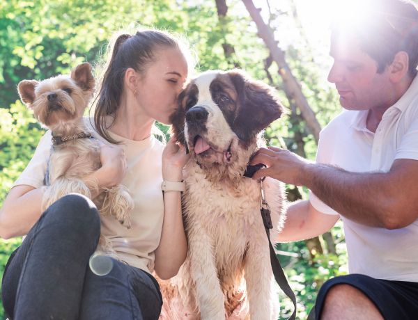 Mann und Frau streicheln Hunde im Freien