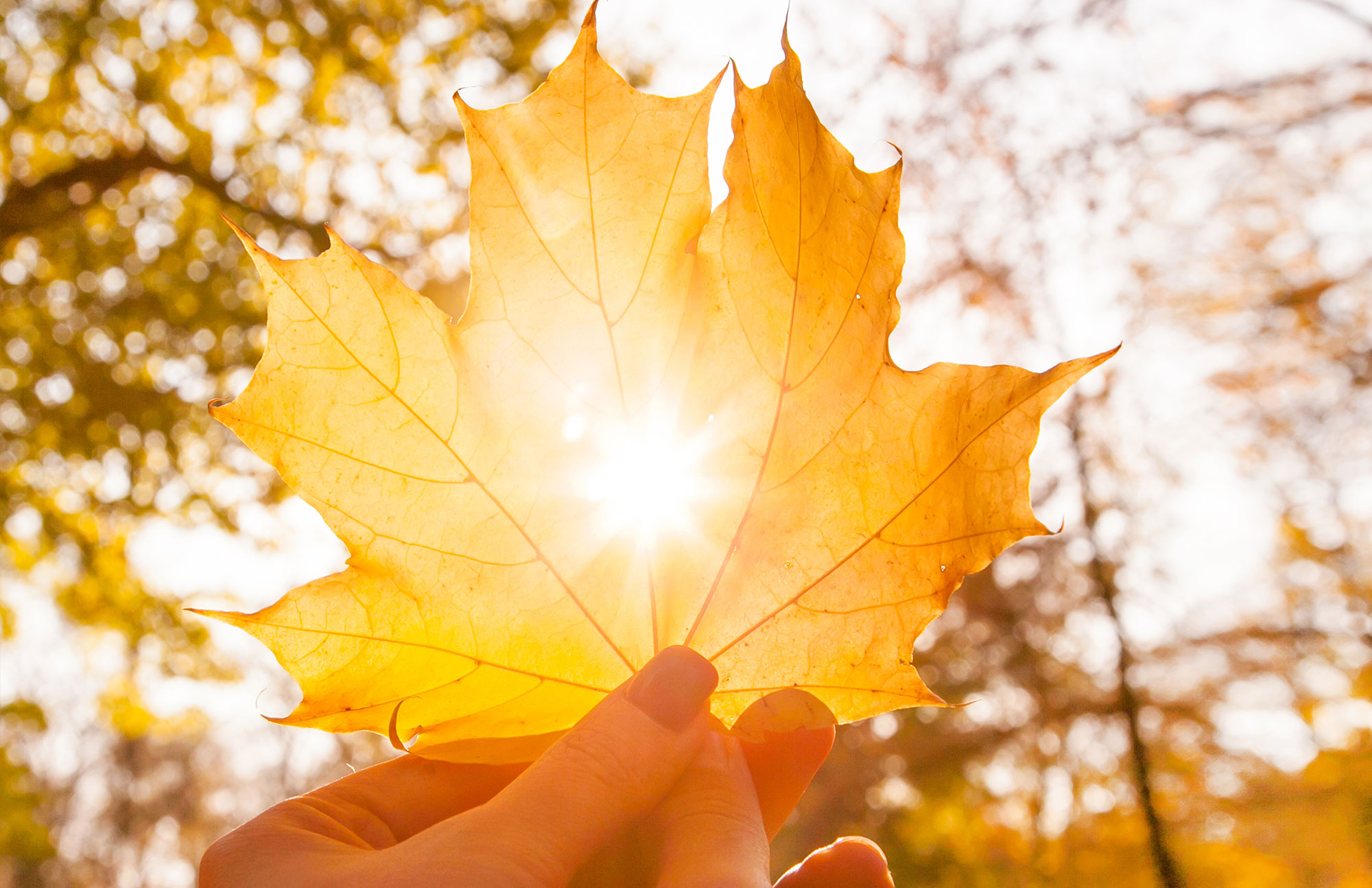Hand hält ein goldenes Ahornblatt gegen die Sonne, herbstliche Bäume im Hintergrund
